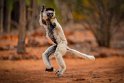 019 Berenty, verreauxsifaka